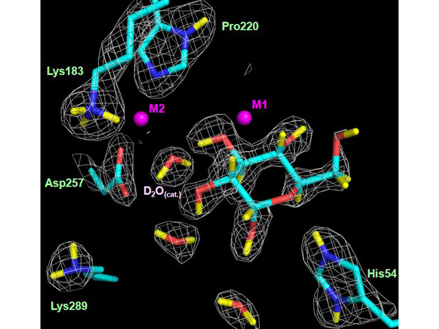Neutron scattering density of the active-site residues and water molecules involved in the interactions between the enzyme xylose isomerase and glucose