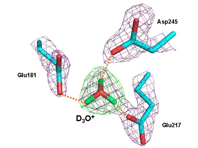 A close-up view of the putative hydronium (D3O+) cationThis is in XI-apo hydrogen bonded to three active site residues Glu181, Glu217 and Asp245 of xylose isomerase. The 2Fo-Fcneutron scattering d