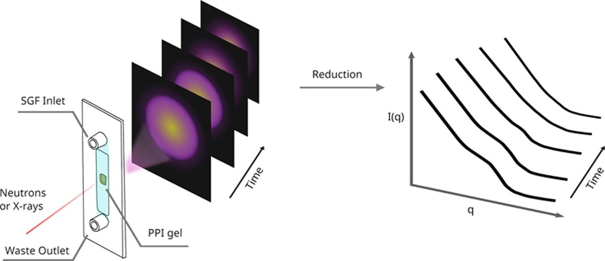 Représentation schématique des expériences de diffusion de la digestion in situ
