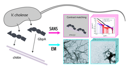 10.1021.acsami.5c24418