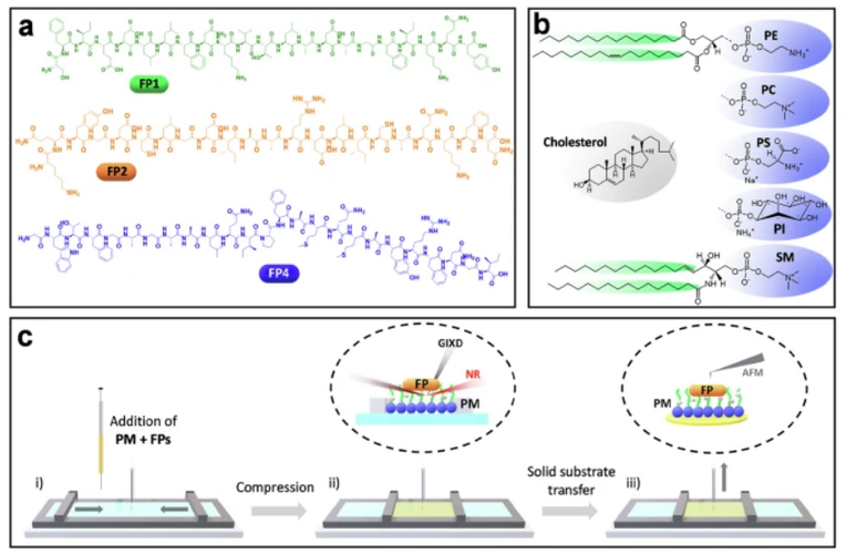 10.1038.s41467 025 67640 5.PNG