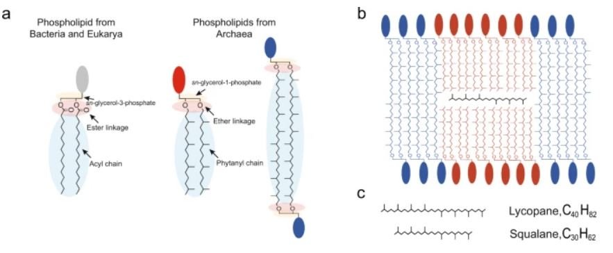 10.1038.s42003 021 02178 y.JPG