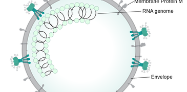200327_LENS fighting Coronavirus.png