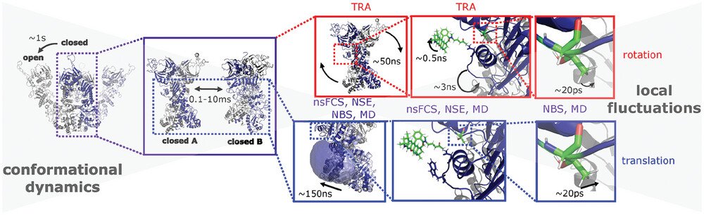 The picture of Hsp90 dynamics has been completed by accessing the nanosecond timescale, which revealed molecule-spanning dynamics on the order of ~150 ns. Disentanglement of rotational and translational dynamics (red and blue frames, respectively) was achieved by combining nanosecond fluorescence correlation spectroscopy (nsFCS), time-resolved anisotropy (TRA), neutron spin-echo spectroscopy (NSE), neutron backscattering spectroscopy (NBS) and molecular dynamics (MD) simulations. The timescales (from experiments) of the respective dynamics are given in the boxes. TRA is only sensitive to rotations, while all other methods are sensitive to rotation and translation.