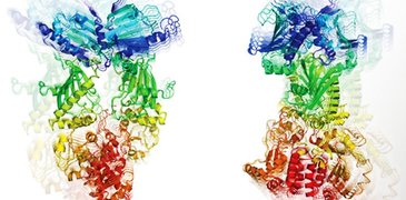 2024 BECK Protein dynamics Hsp90_image_950x540px.jpg