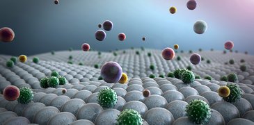 20240701 AntimicrobialPeptides LPorcar AdobeStock_98515861.jpeg