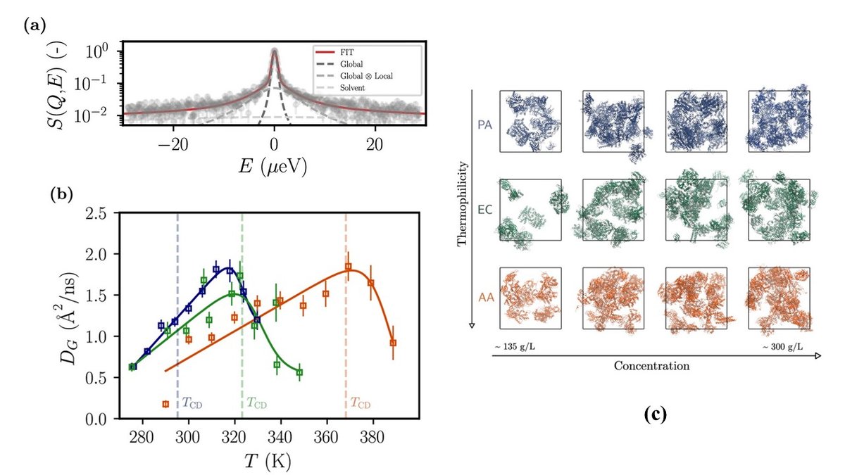 Proteome global dynamics: (a) Example of a fit of the scattering intensities at T = 330 K of PA. (b) Global diffusion coefficients extracted from QENS experiments of PA (blue squares), EC (green squares), and AA (orange squares), with the respective cell death temperature, TCD, shown by vertical lines. (c) Representation of the molecular systems simulated by Molecular Dynamics of PA (blue), EC (green) and AA(red) proteins at varying concentration.