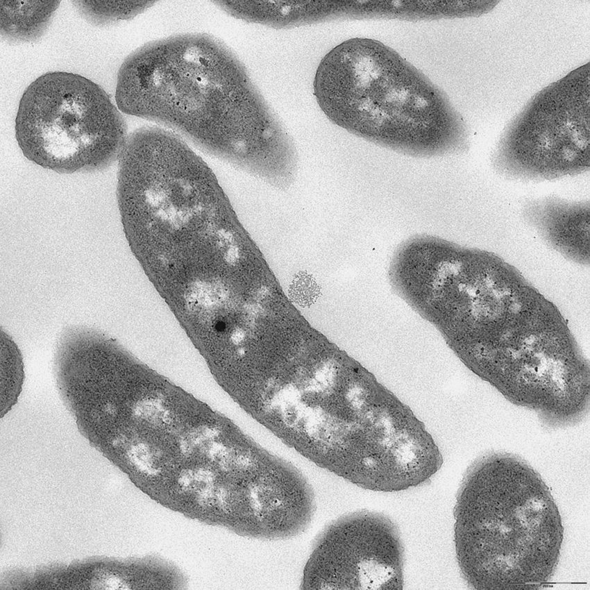 2025.12.15 Cold_Life_ _TEM image of P arcticus grown in NaCl 5.jpg