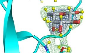 210329_lectine fucose.jpg
