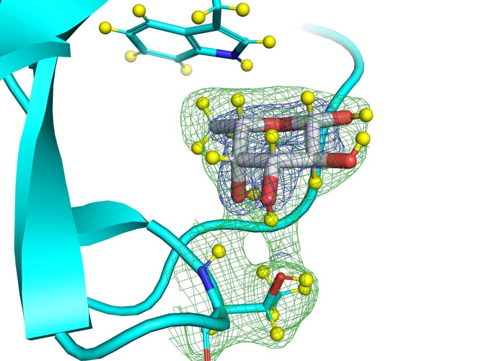 210329_lectine fucose.jpg