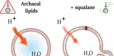 210716 archaea TOC2.jpg