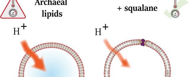 210716 archaea TOC2.jpg
