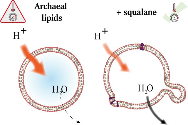210716 archaea TOC2.jpg