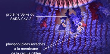 210721_SpikeS_membrane_web article_FR.jpg