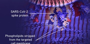 210721_SpikeS_membrane_web article.jpg