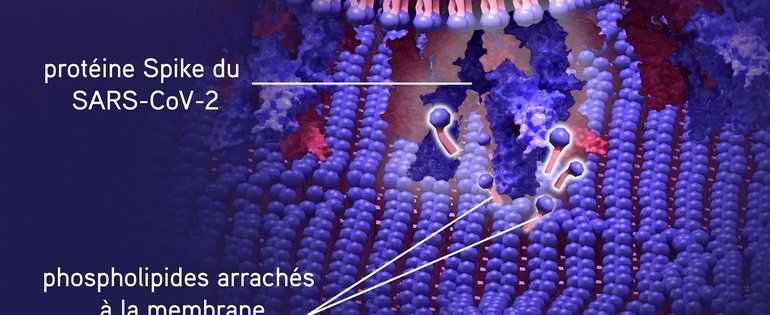 210721_SpikeS_membrane_web article_FR.jpg