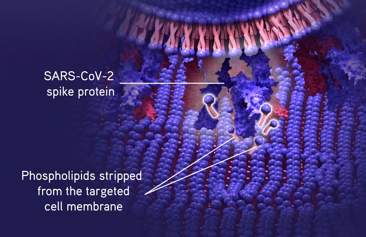 210721_SpikeS_membrane_web article.jpg