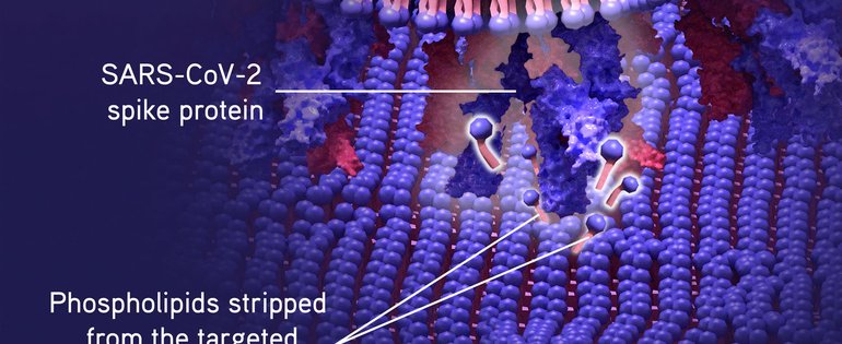 210721_SpikeS_membrane_web article.jpg