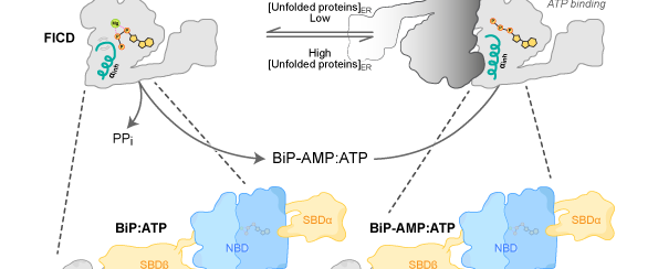 220310_FICD_AMPylation_deAMPylation.png