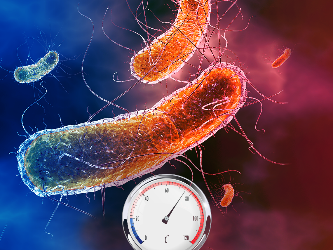 230130_Bact proteome_Cell death_vignette_4x3.png