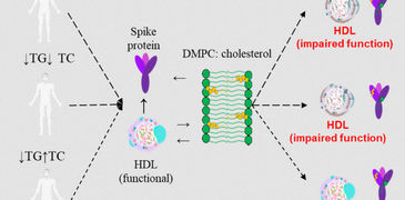 230622_HDL SpikeS.PNG
