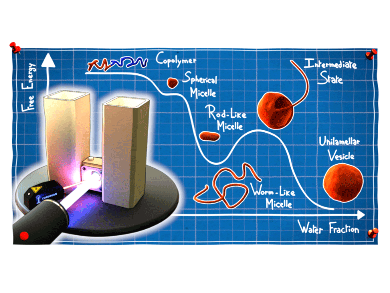 230904_Stages of morphological changes during self assembly_vignette 4x3.png