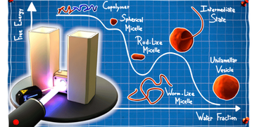 230904_Stages of morphological changes during self assembly_vignette 4x3.png
