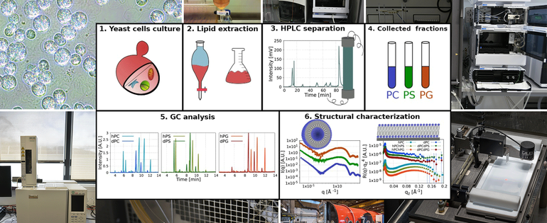 240130_Natural lipid production steps.png