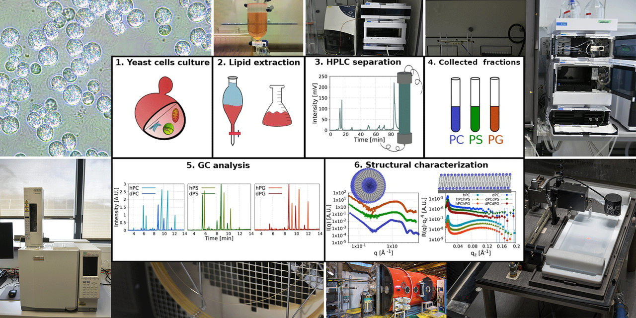 240130_Natural lipid production steps.png