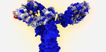 250109_Monoclonal Antobody.jpg