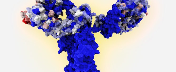 250109_Monoclonal Antobody.jpg