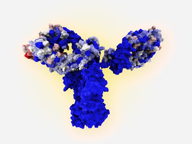 250109_Monoclonal Antobody.jpg