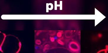 251021_Extreme membranes.png