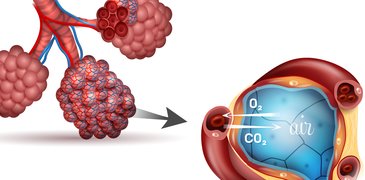 251021_Lungs alveolusAdobeStock_129719612_vignette.jpg