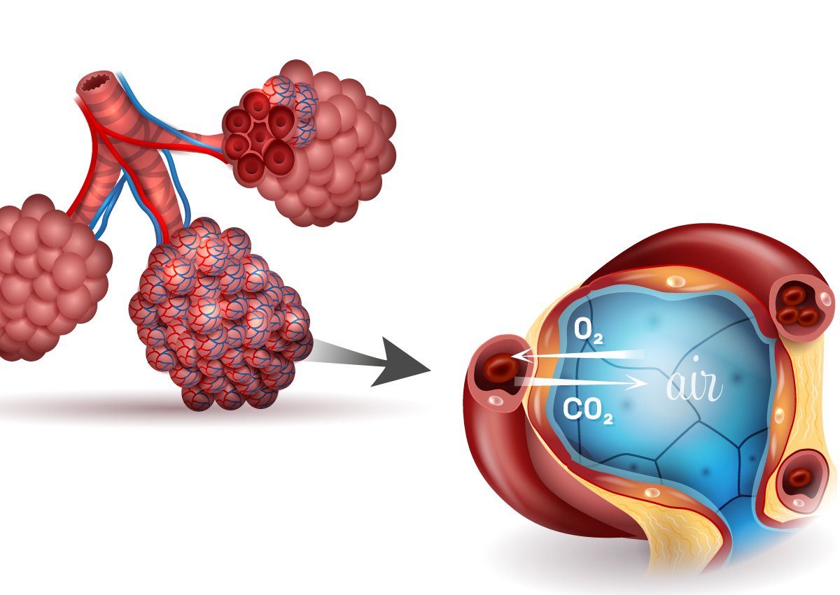 251021_Lungs alveolusAdobeStock_129719612_vignette.jpg