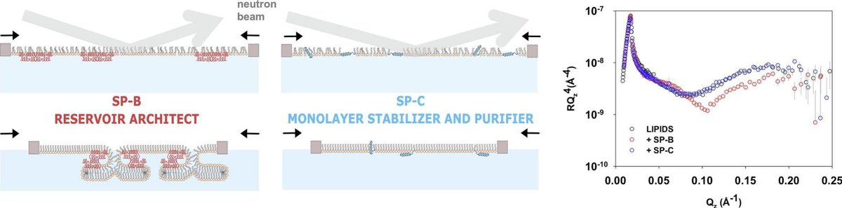 This study provides mechanistic insights into how pulmonary surfactant maintains interfacial stability during respiration.