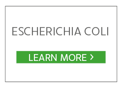 E._Coli 2 2_01.png