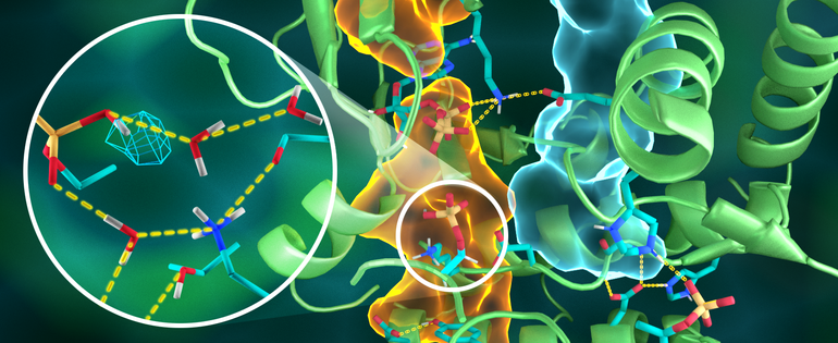 Illustration_of_the_intricate_organisation_of_the_PKA_structure_Credit_ORNL_Jill_Hemman.png