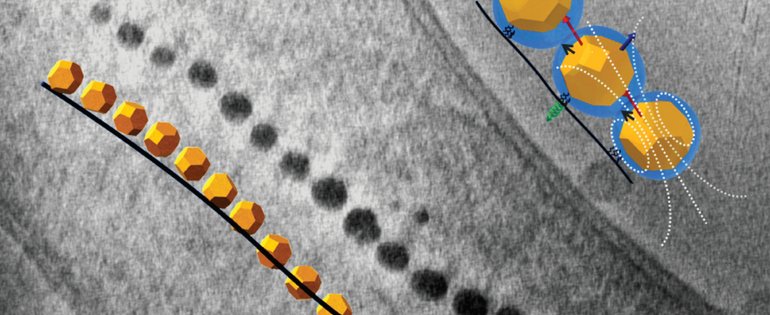 Magnetosomes.jpg