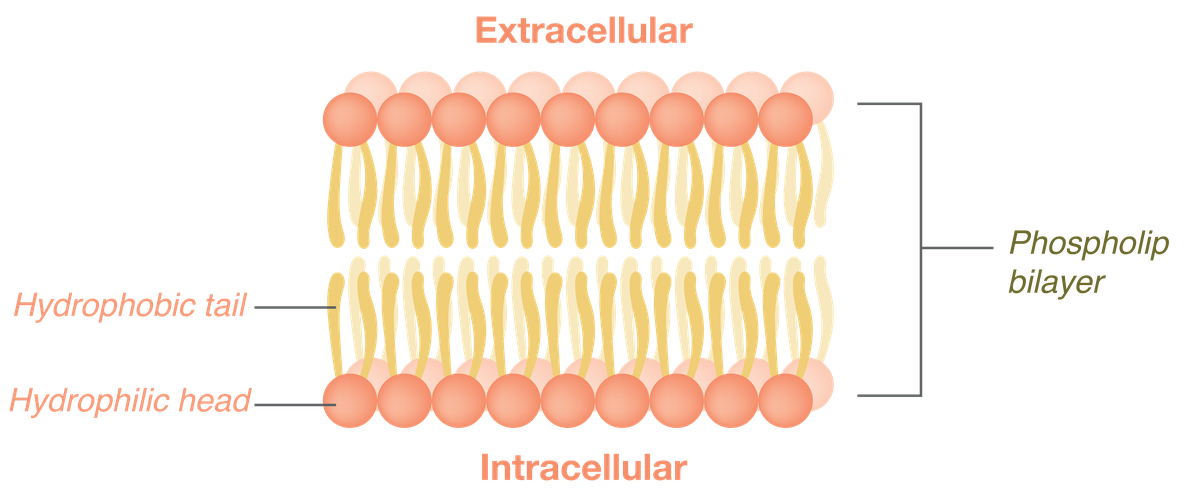 Membrane AdobeStock_1447992923_corrected coloured text.png