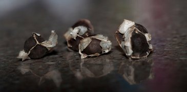 Moringa_Olifiera_Seeds_Macro.jpg