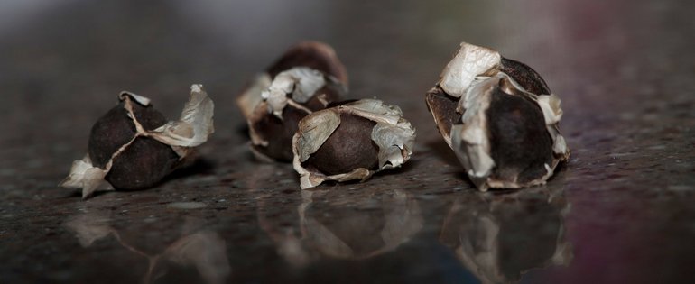 Moringa_Olifiera_Seeds_Macro.jpg
