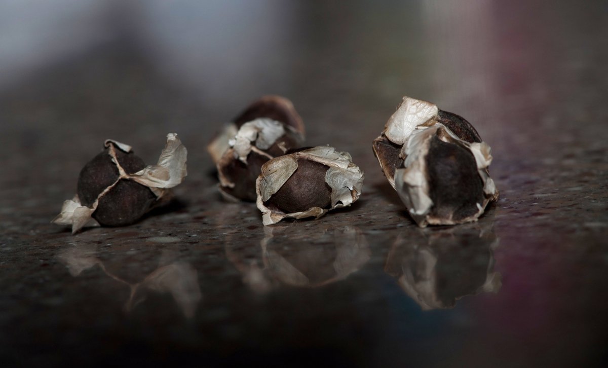 Moringa_Olifiera_Seeds_Macro.jpg