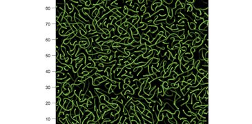 Polymer dynamics nvidia_green.jpg