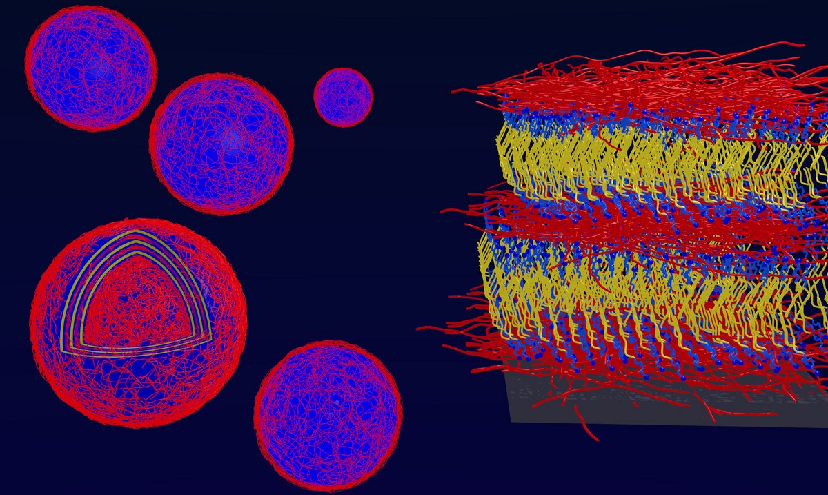 Polysaccharides L Chiappisi.jpg