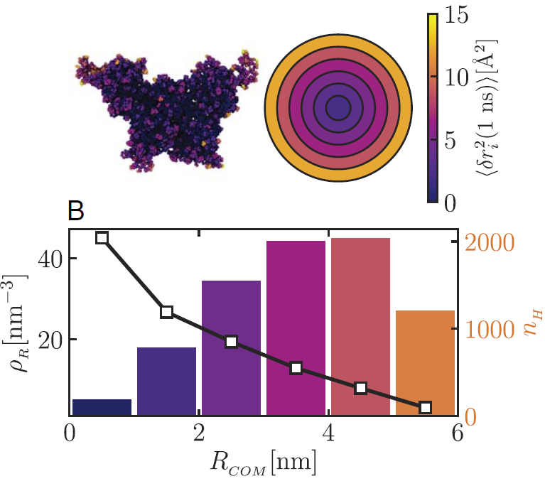 Protein motion in biological assemblies_neutron_scattering_ILL