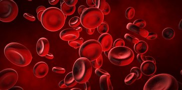 RedBloodCells AdobeStock_141797434.jpeg