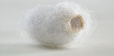 Silk_Worm_Cocoon_AdobeStock_13937060.jpeg
