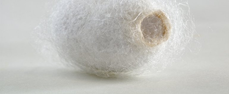 Silk_Worm_Cocoon_AdobeStock_13937060.jpeg