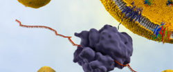 Synthelis_technology_Credit_Illusciencia.png